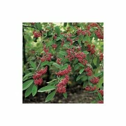 Cotoneaster frigidus 'Cornubia' Tree | 12L Pot | 150-180cm | By Frank P Matthews