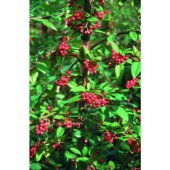 Cotoneaster 'Hybridus Pendulus' | Weeping Cotoneaster Tree | 12L Pot | 150-180cm | By Frank P Matthews -Ornamental Trees Shop TR072712L add image 1 4f1a
