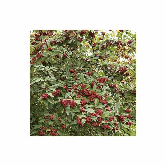 Cotoneaster 'Exburiensis' Tree | 12L Pot | 150-180cm | By Frank P Matthews 3 Cotoneaster 'Exburiensis' Tree | 12L Pot | 150-180cm | By Frank P Matthews