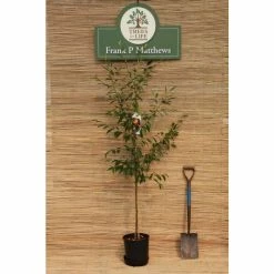 Cotoneaster 'Exburiensis' Tree | 12L Pot | 150-180cm | By Frank P Matthews 5 Cotoneaster 'Exburiensis' Tree | 12L Pot | 150-180cm | By Frank P Matthews -Ornamental Trees Shop TR072812L rollover image d9b4