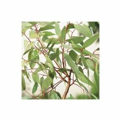 4-5ft Snow Gum Eucalyptus Tree | 9L Pot | Eucalyptus pauciflora niphophila -Ornamental Trees Shop TR07299L add image 1 1a24