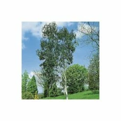 4-5ft Snow Gum Eucalyptus Tree | 9L Pot | Eucalyptus pauciflora niphophila -Ornamental Trees Shop TR07299L add image 2 7be3
