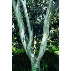 4-5ft Snow Gum Eucalyptus Tree | 9L Pot | Eucalyptus pauciflora niphophila -Ornamental Trees Shop TR07299L add image 3 af66