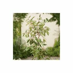 4-5ft Snow Gum Eucalyptus Tree | 9L Pot | Eucalyptus pauciflora niphophila
