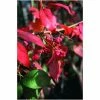 Euonymus europaeus 'Red Cascade' | Spindle Tree | 12L Pot | 150-180cm | By Frank P Matthews
