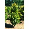 Fagus sylvatica 'Dawyck Gold' | Golden Fastigiate Beech Tree | 12L Pot | 150-180cm | By Frank P Matthews -Ornamental Trees Shop TR073112L main image 2fb4
