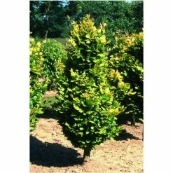 Fagus sylvatica 'Dawyck Gold' | Golden Fastigiate Beech Tree | 12L Pot | 150-180cm | By Frank P Matthews
