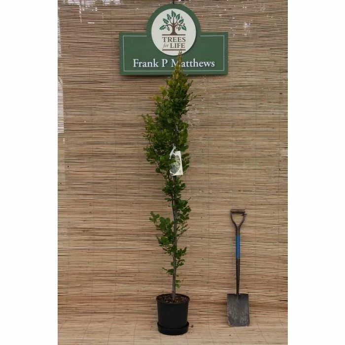 Fagus sylvatica 'Dawyck Gold' | Golden Fastigiate Beech Tree | 12L Pot | 150-180cm | By Frank P Matthews 4 Fagus sylvatica 'Dawyck Gold' | Golden Fastigiate Beech Tree | 12L Pot | 150-180cm | By Frank P Matthews - Image 2