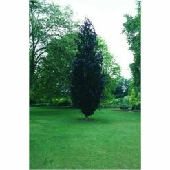 Fagus sylvatica 'Dawyck Purple' | Purple Fastigiate Beech Tree | 12L Pot | 150-180cm | By Frank P Matthews -Ornamental Trees Shop TR073212L add image 1 71e6