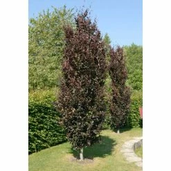 Fagus sylvatica 'Dawyck Purple' | Purple Fastigiate Beech Tree | 12L Pot | 150-180cm | By Frank P Matthews