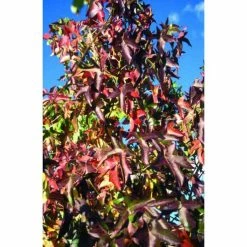 Liquidambar styraciflua 'Worplesdon' | Sweet Gum Tree | 12L Pot | 150-180cm | By Frank P Matthews -Ornamental Trees Shop TR073312L add image 1 83ee