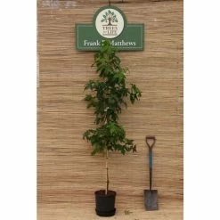 Liquidambar styraciflua 'Worplesdon' | Sweet Gum Tree | 12L Pot | 150-180cm | By Frank P Matthews -Ornamental Trees Shop TR073312L add image 2 64cf