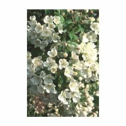 Malus brevipes 'Wedding Bouquet' | Crab Apple Tree | 12L Pot | 150-180cm | By Frank P Matthews -Ornamental Trees Shop TR073412L add image 1 a3fe