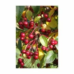 Ornamental Trees Shop 9 Malus brevipes 'Wedding Bouquet' | Crab Apple Tree | 12L Pot | 150-180cm | By Frank P Matthews