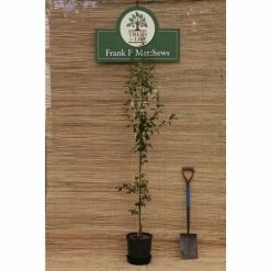 Ornamental Trees Shop -Ornamental Trees Shop TR073412L rollover image 7bc9