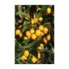 Malus 'Comtesse de Paris' | Crab Apple Tree | 12L Pot | 150-180cm | By Frank P Matthews
