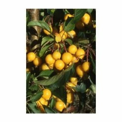 Malus 'Comtesse de Paris' | Crab Apple Tree | 12L Pot | 150-180cm | By Frank P Matthews