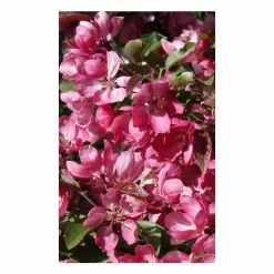 Malus 'Indian Magic' | Crab Apple Tree | 12L Pot | 150-180cm | By Frank P Matthews -Ornamental Trees Shop TR073612L add image 1 1908