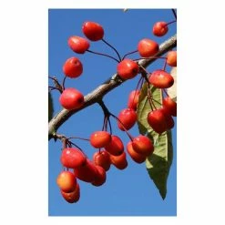 Malus 'Indian Magic' | Crab Apple Tree | 12L Pot | 150-180cm | By Frank P Matthews -Ornamental Trees Shop TR073612L add image 2 4758