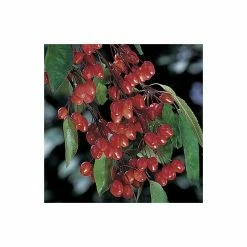 Malus 'Indian Magic' | Crab Apple Tree | 12L Pot | 150-180cm | By Frank P Matthews -Ornamental Trees Shop TR073612L add image 3 c84e