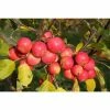 Malus Jelly King | Culinary Crab Apple Tree | 12L Pot | 150-180cm | By Frank P Matthews 1 Malus Jelly King | Culinary Crab Apple Tree | 12L Pot | 150-180cm | By Frank P Matthews -Ornamental Trees Shop TR073712L main image 8bc8