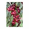 Malus 'Laura' | Crab Apple Tree | 12L Pot | 150-180cm | By Frank P Matthews -Ornamental Trees Shop TR073812L main image 7eb5