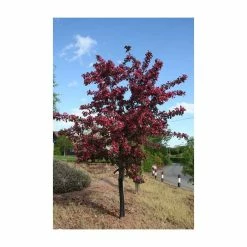 Malus toringo 'Scarlett' | Crab Apple Tree | 12L Pot | 150-180cm | By Frank P Matthews -Ornamental Trees Shop TR073912L add image 1 1fd9