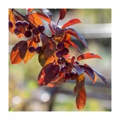 Malus toringo 'Scarlett' | Crab Apple Tree | 12L Pot | 150-180cm | By Frank P Matthews -Ornamental Trees Shop TR073912L add image 2 a540