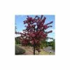 Malus toringo 'Scarlett' | Crab Apple Tree | 12L Pot | 150-180cm | By Frank P Matthews -Ornamental Trees Shop TR073912L main image 4657