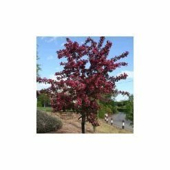 Ornamental Trees Shop 13 Malus toringo 'Scarlett' | Crab Apple Tree | 12L Pot | 150-180cm | By Frank P Matthews