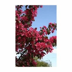 Ornamental Trees Shop -Ornamental Trees Shop TR073912L rollover image be1c