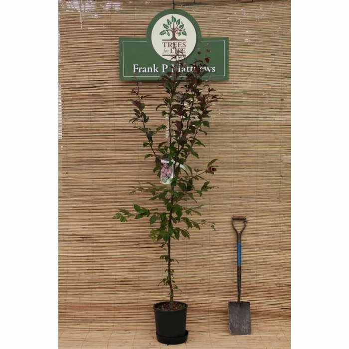 Malus × moerlandsii 'Profusion' | Crab Apple Tree | 12L Pot | 150-180cm | By Frank P Matthews 4 Malus × moerlandsii 'Profusion' | Crab Apple Tree | 12L Pot | 150-180cm | By Frank P Matthews - Image 2