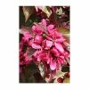 Malus × moerlandsii 'Profusion' | Crab Apple Tree | 12L Pot | 150-180cm | By Frank P Matthews -Ornamental Trees Shop TR074012L main image ee44