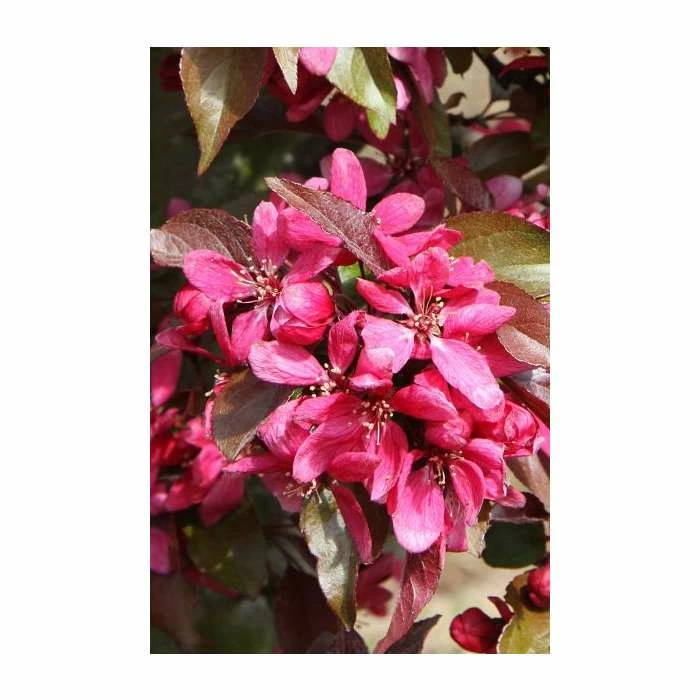 Malus × moerlandsii 'Profusion' | Crab Apple Tree | 12L Pot | 150-180cm | By Frank P Matthews 3 Malus × moerlandsii 'Profusion' | Crab Apple Tree | 12L Pot | 150-180cm | By Frank P Matthews