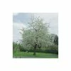 Prunus avium 'Plena' | Cherry Blossom Tree | 12L Pot | 150-180cm | By Frank P Matthews -Ornamental Trees Shop TR074312L main image 9eb8