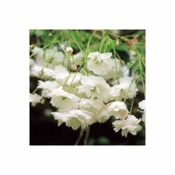 Prunus avium 'Plena' | Cherry Blossom Tree | 12L Pot | 150-180cm | By Frank P Matthews -Ornamental Trees Shop TR074312L rollover image 0e96