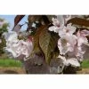 Prunus 'Matsumae-fuki' | Cherry Blossom Tree | 12L Pot | 150-180cm | By Frank P Matthews -Ornamental Trees Shop TR074412L main image bac6