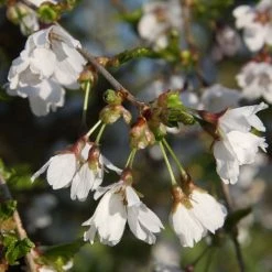 Prunus 'Frilly Frock' | Variegated Weeping Cherry Blossom Tree | 12L Pot | 150-180cm | By Frank P Matthews -Ornamental Trees Shop TR074512L add image 1 e480