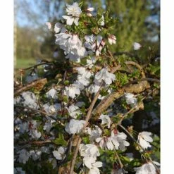Prunus 'Frilly Frock' | Variegated Weeping Cherry Blossom Tree | 12L Pot | 150-180cm | By Frank P Matthews -Ornamental Trees Shop TR074512L add image 2 fb12
