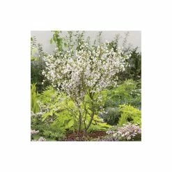 Prunus incisa 'Kojo-no-mai' | Dwarf Fuji Cherry Blossom Tree | 11.5L Pot | 120-150cm | By Frank P Matthews -Ornamental Trees Shop TR074611 5L add image 1 e6fb