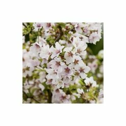 Prunus incisa 'Kojo-no-mai' | Dwarf Fuji Cherry Blossom Tree | 11.5L Pot | 120-150cm | By Frank P Matthews -Ornamental Trees Shop TR074611 5L add image 4 0b32