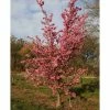 Prunus 'Kursar' | Small Flowering Cherry Blossom Tree | 12L Pot | 150-180cm | By Frank P Matthews -Ornamental Trees Shop TR074712L main image f611