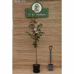 Prunus 'Shirotae' | Mount Fuji Cherry Blossom Tree | 12L Pot | 150-180cm | By Frank P Matthews -Ornamental Trees Shop TR074912L add image 3 ed25