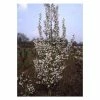 Prunus 'Snow Goose' | Upright Cherry Blossom Tree | 12L Pot | 150-180cm | By Frank P Matthews -Ornamental Trees Shop TR075012L main image 0fb9
