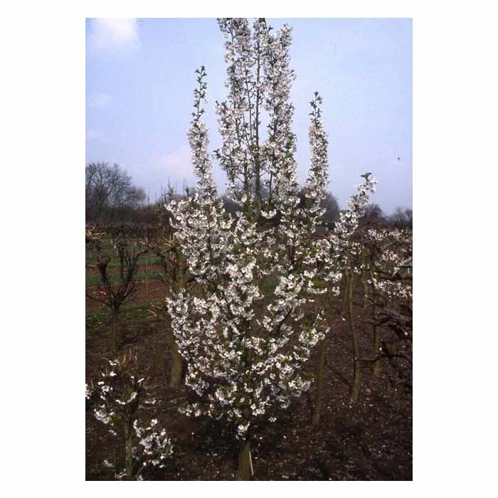 Prunus 'Snow Goose' | Upright Cherry Blossom Tree | 12L Pot | 150-180cm | By Frank P Matthews 3 Prunus 'Snow Goose' | Upright Cherry Blossom Tree | 12L Pot | 150-180cm | By Frank P Matthews