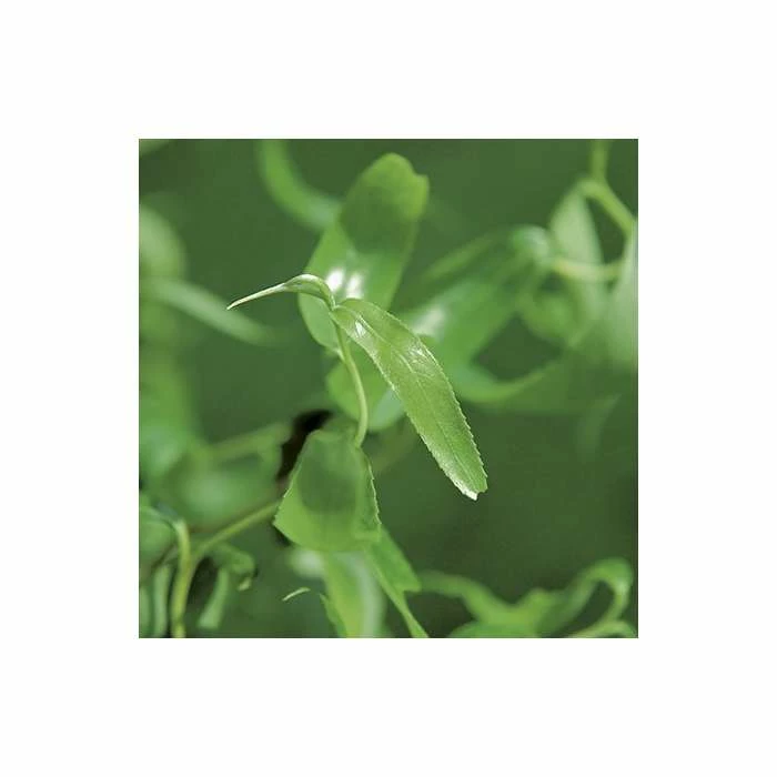 Salix erythroflexuosa ‘Golden Curls’ | Willow Tree | 12L Pot | 150-180cm | By Frank P Matthews 5 Salix erythroflexuosa ‘Golden Curls’ | Willow Tree | 12L Pot | 150-180cm | By Frank P Matthews - Image 3