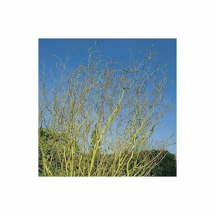 Salix erythroflexuosa ‘Golden Curls’ | Willow Tree | 12L Pot | 150-180cm | By Frank P Matthews 3 Salix erythroflexuosa ‘Golden Curls’ | Willow Tree | 12L Pot | 150-180cm | By Frank P Matthews