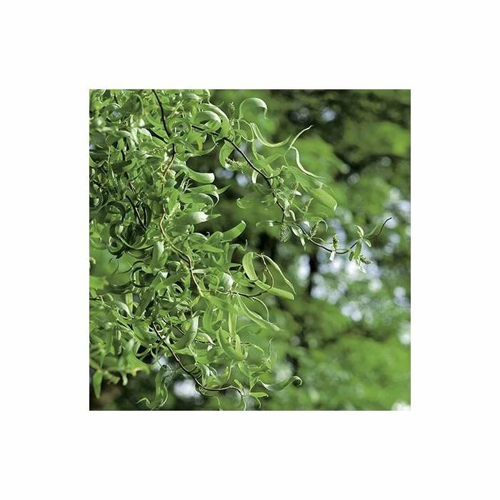 Salix erythroflexuosa ‘Golden Curls’ | Willow Tree | 12L Pot | 150-180cm | By Frank P Matthews 4 Salix erythroflexuosa ‘Golden Curls’ | Willow Tree | 12L Pot | 150-180cm | By Frank P Matthews - Image 2