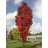 Sorbus aucuparia 'Autumn Spire' Tree | Upright Rowan Tree | 12L Pot | 150-180cm | By Frank P Matthews 2 Sorbus aucuparia 'Autumn Spire' Tree | Upright Rowan Tree | 12L Pot | 150-180cm | By Frank P Matthews -Ornamental Trees Shop TR075612L main image def8