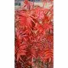 Sorbus ulleungensis 'Olympic Flame' | Japanese Rowan Tree | 12L Pot | 150-180cm | By Frank P Matthews -Ornamental Trees Shop TR075712L main image 96c0